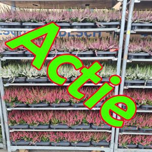 Bild von Calluna P10.5 Actie Garden Girls mix per laag